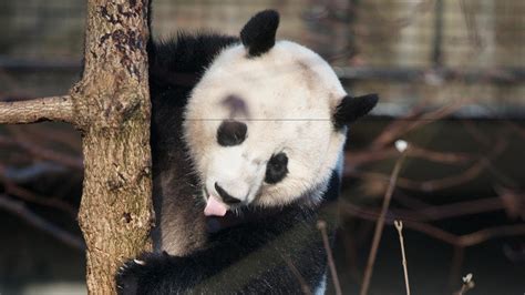 national zoo webcam|Cool New Panda Cams Deliver Panda Life in Living。